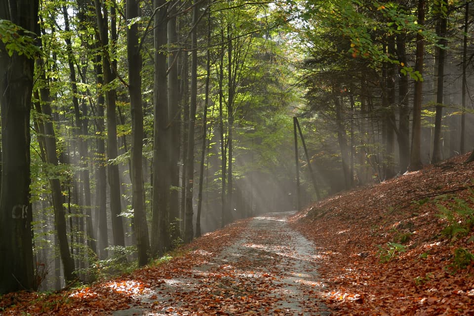 A forest path with sunbeams falling between tall trees (illustrative)