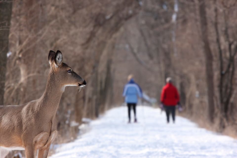 Two people walking on a snowy woodland path while a deer watches from the trees (illustrative)